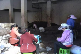 关岭岗乌镇：大力培育Manbetx体育手机版V17版本发布.官网安卓网.香港产业 拓宽农户就业增收渠道 ()