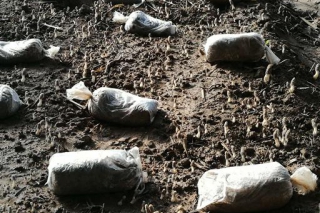 北京市农技推广站组织专家现场鉴定ManBetX体育品种 ()