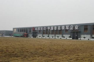 裕国菇业进村设点畅开收购 随州菇农一日揽金31万元 ()