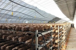 宁夏贺兰:Manbetx体育手机版V17版本发布.官网安卓网.香港产业发展带动移民村就业致富 ()