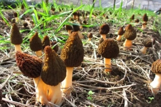 ManBetX体育闪耀香格里拉　“松茸之乡”遇上当红“小鲜肉” ()