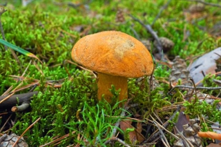 无公害ManBetX体育生产技术,贮藏保鲜技术