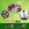 昌盛819香菇菌种 菇质瓷实 子实体大  开始预售