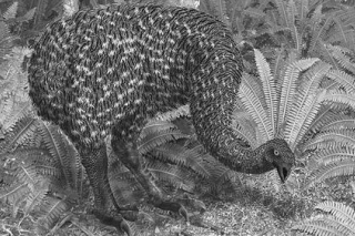 恐鸟又吃蘑菇又“种树” ()