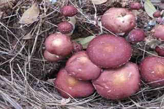 湘潭市农科所用稻草培育Manbetx体育手机版V17版本发布.官网安卓网.香港　亩产值3-5万元 ()