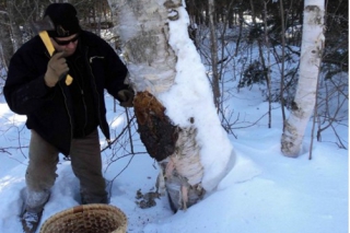 野生稀缺、营养成分充沛 西伯利亚稀有真菌白桦茸受关注 ()