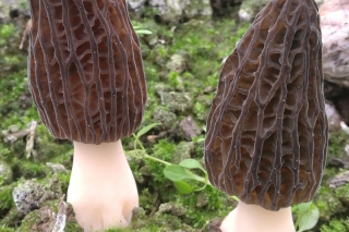 2018第三期全国ManBetX体育Manbetx体育手机版V17版本发布.官网安卓网.香港高级研修班通知 ()