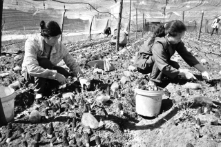 华坪：ManBetX体育进入采收季节　每亩纯收入6000多元 ()