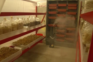 美国研发新型环保建材 蘑菇菌丝体和木屑混在一起能得到一块砖 ()