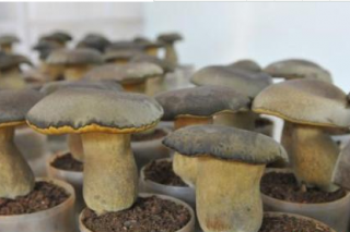 云南人工鲜牛肝菌首次出口国外的背后故事 ()