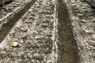 ManBetX体育在热带广西桂林地区栽培成功 ()