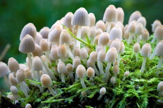 灵芝鬼伞防治方法是哪里的产地?