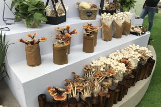 央广网：第四届菌博会在成都金堂开幕 ()