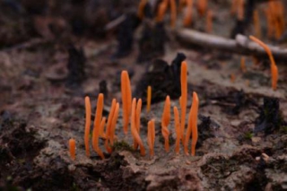 你一直以为的最美野生菌，其实是地衣！ ()