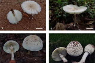 这样准确识别毒蘑菇！系统分类很靠谱 ()