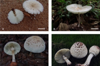 中科院昆植所在蘑菇科青褶伞属的系统演化研究方面取得新进展 ()