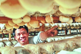 一朵菌菇，如何撑起百亿大产业 ()