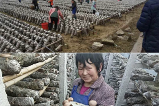 苏州开创对口帮扶“新模式”  半月“吃完”1.7万斤铜仁蘑菇 ()