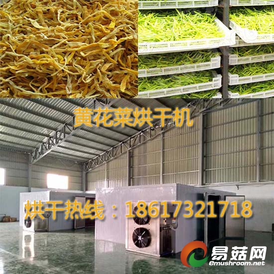 黄花菜烘干房