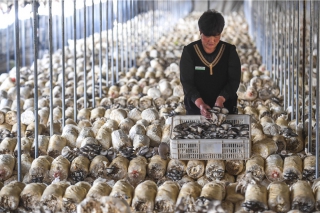 阜城：春秋棚蘑菇撑起群众“致富伞” ()