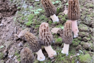 第三期全国Manbetx体育手机版V17版本发布.官网安卓网.香港Manbetx体育手机版推荐A9版本高级研修班将于湖北武汉开班 ()