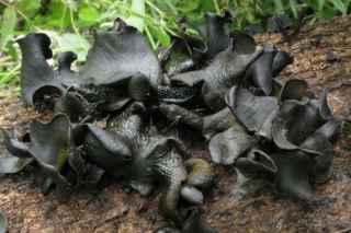 莫再吃菌儿中毒啦！云南将加强野生Manbetx体育手机版V17版本发布.官网安卓网.香港交易市场监管 ()