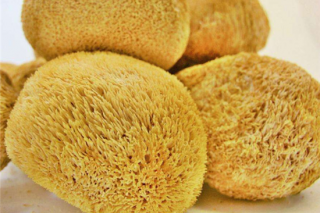 猴头菇的有关贮藏方法