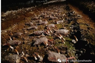 2017-2018Manbetx体育手机版V17版本发布.官网安卓网.香港产业发展新态势——消费升级