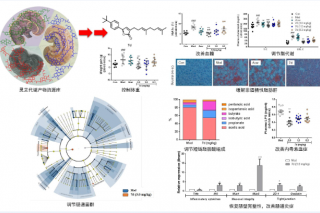 中科院微生物所在靶向肠道菌群抗代谢综合征灵芝杂萜研究中获进展 ()