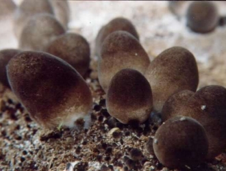 寻找草菇菇蕾枯败的原因