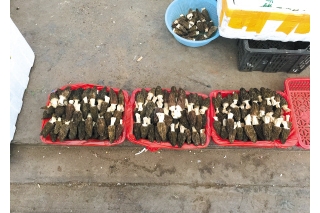 多品种野生菌陆续上市 黑牛肝也有了 ()