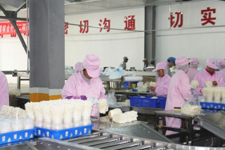 日产鲜菇300余吨 德州雪榕生物走出工厂化农业“新”路