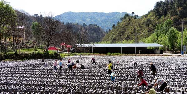 QQ截图20180503170304