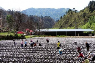 汉滨区组团赴“木耳小镇”考察Manbetx体育手机版推荐A9版本产业发展 ()