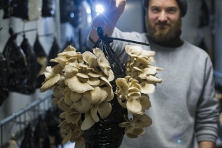 丹麦：利用咖啡渣生产蘑菇 ()