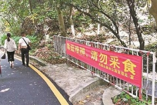 深圳：蘑菇中毒的患者怎样了？5人进入恢复期 1人仍未脱险 ()