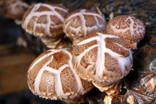 第一届中国（古田）Manbetx体育手机版V17版本发布.官网安卓网.香港大会第二轮通知 ()