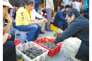 云南：干巴菌上市 只有五六公斤 ()