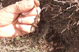 武威天祝专项整治乱采滥挖冬虫夏草行为 ()