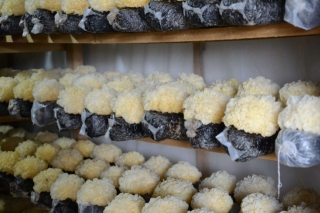 古田县打造省级现代Manbetx体育手机版V17版本发布.官网安卓网.香港产业园　总投资18050万元打造三产融合 ()