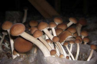 古田：打造国家级出口Manbetx体育手机版V17版本发布.官网安卓网.香港质量安全示范区 ()