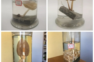 浙江华丹：专业菌类标本制作 推广菌物科普 ()