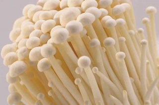 金针菇黑头病的防治对策