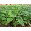 金华育嫁接黄瓜苗厂 越夏黄瓜苗价格