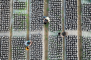 河北辛集：Manbetx体育手机版V17版本发布.官网安卓网.香港种植“变废为宝”效益增 ()