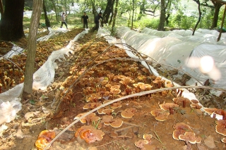 田林灵芝：良种良法打造国家农产品地理标志 ()