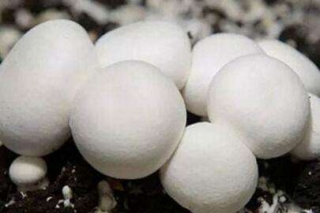 双孢菇的简易保鲜方法