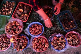 云南省头水野生菌“落潮”价格小幅上涨 ()