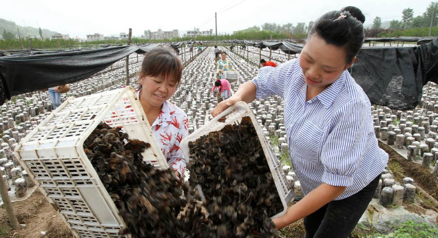 QQ截图20180601093657