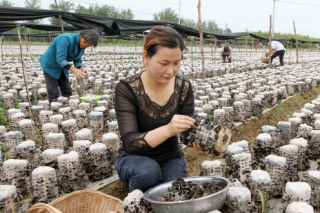 房县耳菇出口欧亚18个国家 ()